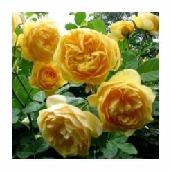 'Golden Anniversary' Patio Rose - 5.5L Pot -August Plants Shop PL11018 add image 3 9425