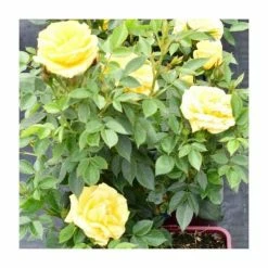 'Golden Anniversary' Patio Rose - 5.5L Pot -August Plants Shop PL11018 add image 4 5e91
