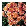 Thank You | Floribunda Rose