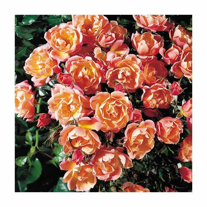Thank You | Floribunda Rose 1 Thank You | Floribunda Rose