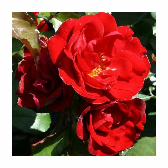 Ruby Anniversary | Hybrid Tea Rose 3 Ruby Anniversary | Hybrid Tea Rose - Image 3