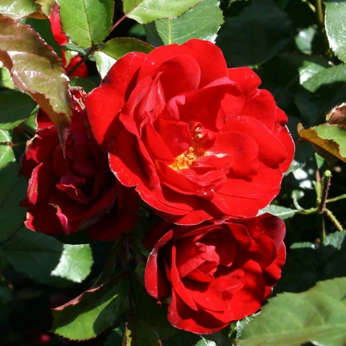 Ruby Anniversary | Hybrid Tea Rose 1 Ruby Anniversary | Hybrid Tea Rose