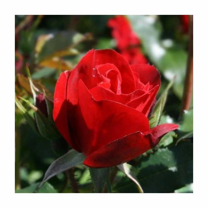 Ruby Anniversary | Hybrid Tea Rose 2 Ruby Anniversary | Hybrid Tea Rose - Image 2