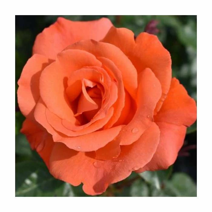 Alexander' Bush Rose - 4L Pot 1 Alexander' Bush Rose - 4L Pot