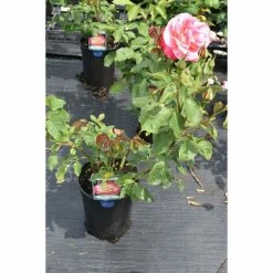 Double Delight' Bush Rose - 4L Pot -August Plants Shop PL11035 add image 1 a6a1