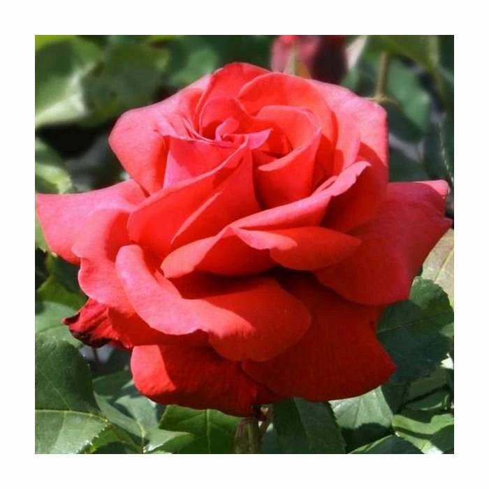 'Fragrant Cloud' Bush Rose - 4L Pot 1 'Fragrant Cloud' Bush Rose - 4L Pot