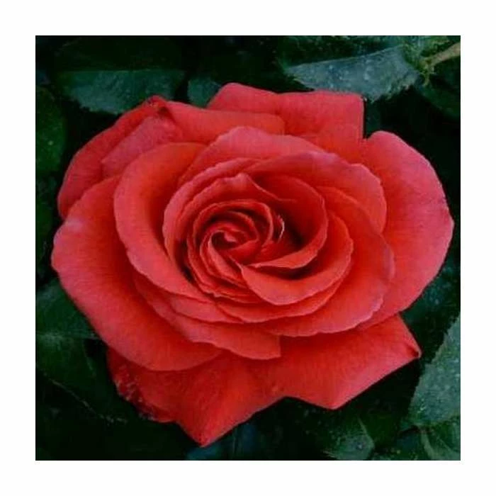 'Fragrant Cloud' Bush Rose - 4L Pot 2 'Fragrant Cloud' Bush Rose - 4L Pot - Image 2