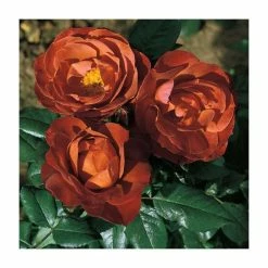 'Hot Chocolate' Bush Rose - 4L Pot -August Plants Shop PL11038 add image 1 519e