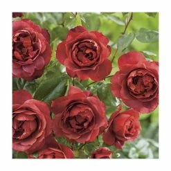 'Hot Chocolate' Bush Rose - 4L Pot -August Plants Shop PL11038 add image 2 0f11