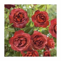 'Hot Chocolate' Bush Rose - 4L Pot -August Plants Shop PL11038 add image 3 6733