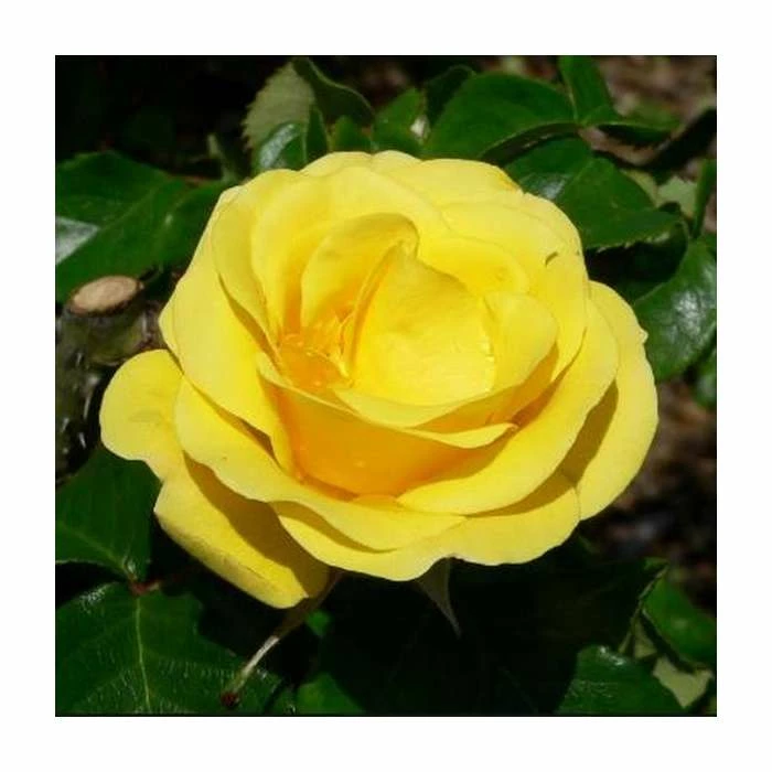 Freedom' Bush Rose - 4L Pot 1 Freedom' Bush Rose - 4L Pot