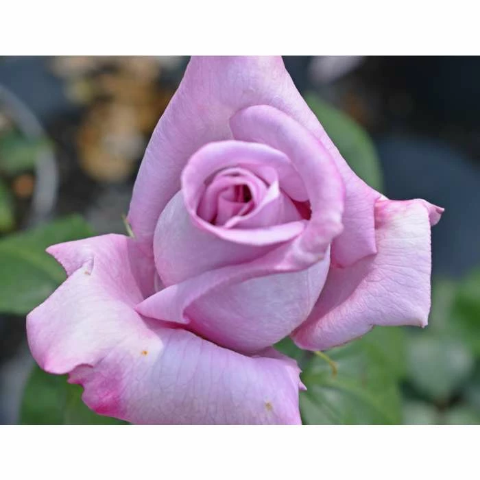 'Twice In A Blue Moon' Bush Rose - 4L Pot 3 'Twice In A Blue Moon' Bush Rose - 4L Pot - Image 3