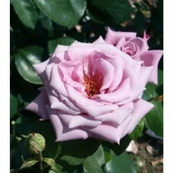 'Twice In A Blue Moon' Bush Rose - 4L Pot 7 'Twice In A Blue Moon' Bush Rose - 4L Pot -August Plants Shop PL11040 add image 2 f46e