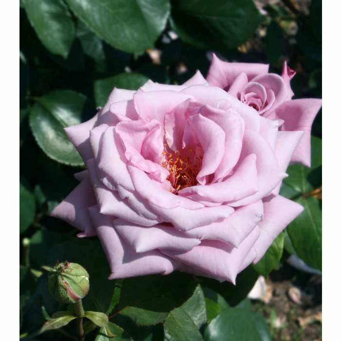 'Twice In A Blue Moon' Bush Rose - 4L Pot 4 'Twice In A Blue Moon' Bush Rose - 4L Pot - Image 4