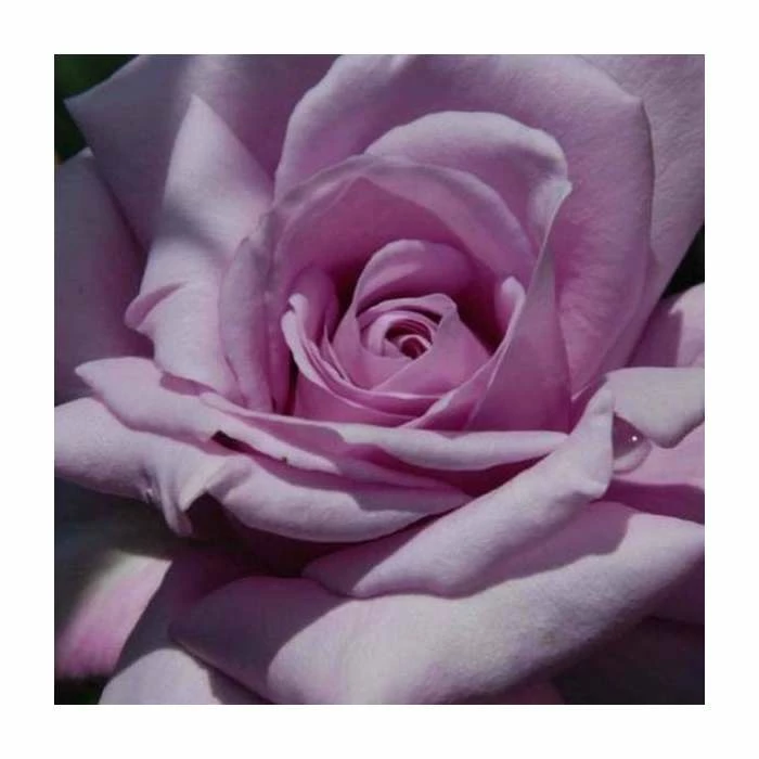 'Twice In A Blue Moon' Bush Rose - 4L Pot 1 'Twice In A Blue Moon' Bush Rose - 4L Pot