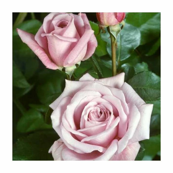 'Twice In A Blue Moon' Bush Rose - 4L Pot 2 'Twice In A Blue Moon' Bush Rose - 4L Pot - Image 2