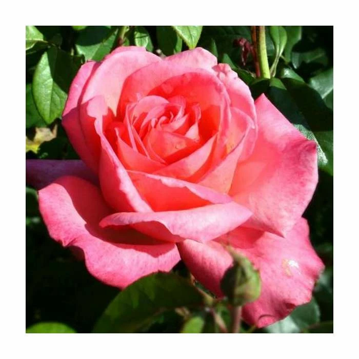 Lovely Lady' Bush Rose - 4L Pot 1 Lovely Lady' Bush Rose - 4L Pot
