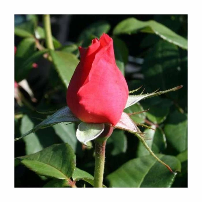 Lovely Lady' Bush Rose - 4L Pot 2 Lovely Lady' Bush Rose - 4L Pot - Image 2