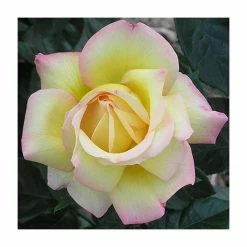 Peace' Bush Rose - 4L Pot 5 Peace' Bush Rose - 4L Pot -August Plants Shop PL11046 add image 1 9c72