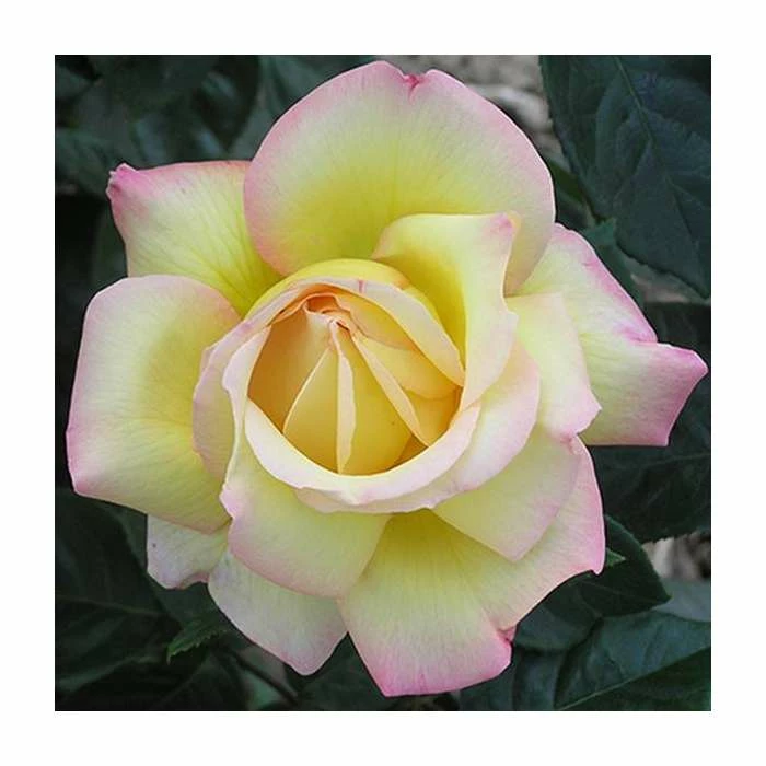 Peace' Bush Rose - 4L Pot 3 Peace' Bush Rose - 4L Pot - Image 3