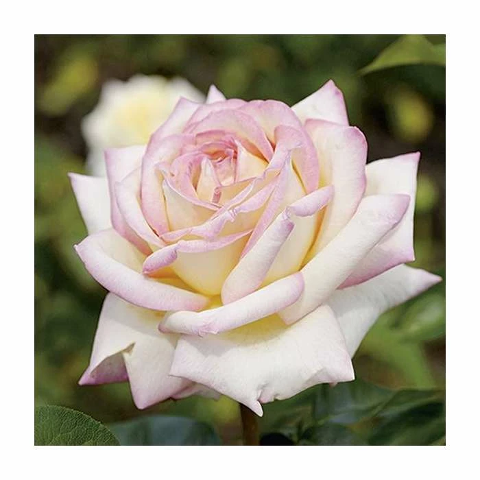 Peace' Bush Rose - 4L Pot 1 Peace' Bush Rose - 4L Pot