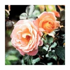 Rosemary Harkness | Hybrid Tea Rose -August Plants Shop PL11049 add image 1 3297