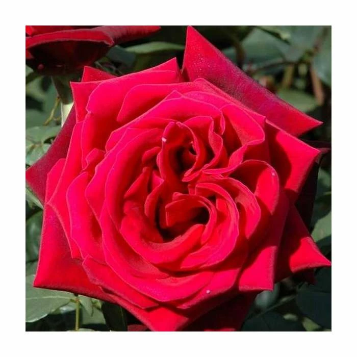 'Royal William' Bush Rose - 4L Pot 1 'Royal William' Bush Rose - 4L Pot