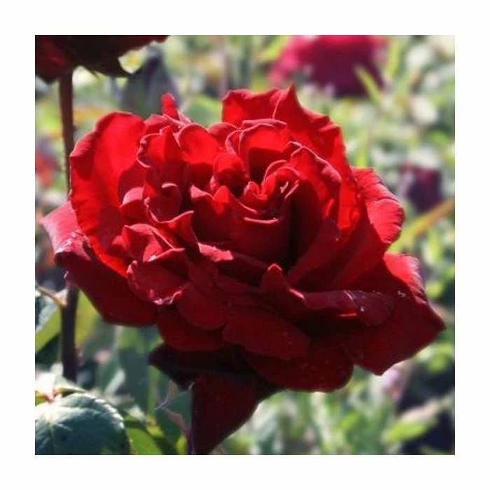 'Royal William' Bush Rose - 4L Pot 2 'Royal William' Bush Rose - 4L Pot - Image 2