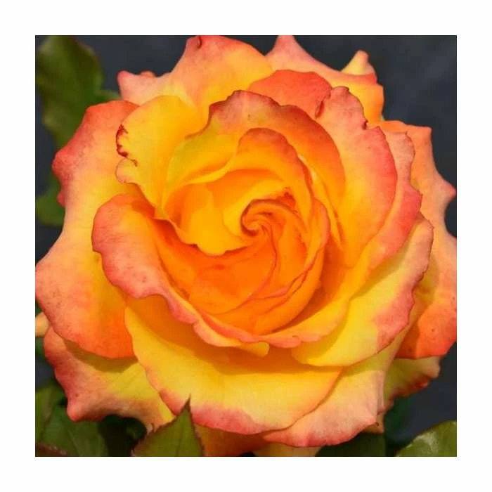 Tequila Sunrise' Bush Rose - 4L Pot 1 Tequila Sunrise' Bush Rose - 4L Pot