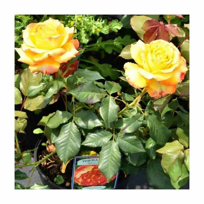 Tequila Sunrise' Bush Rose - 4L Pot 2 Tequila Sunrise' Bush Rose - 4L Pot - Image 2
