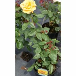 Keep Smiling' Bush Rose - 4L Pot -August Plants Shop PL11061 add image 1 431d