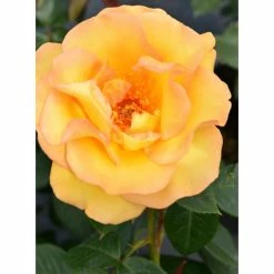 Keep Smiling' Bush Rose - 4L Pot -August Plants Shop PL11061 add image 2 b38a