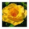 Keep Smiling' Bush Rose - 4L Pot