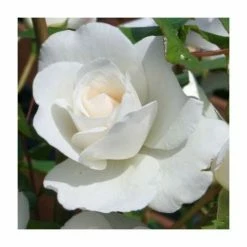 'Iceberg' Bush Rose - 4L Pot -August Plants Shop PL11071 add image 2 4abe