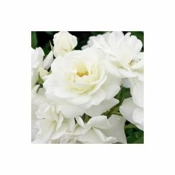 'Iceberg' Bush Rose - 4L Pot -August Plants Shop PL11071 add image 4 0e9b