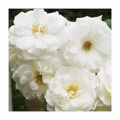 'Iceberg' Bush Rose - 4L Pot -August Plants Shop PL11071 add image 5 69e0
