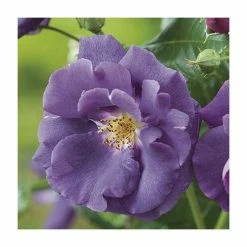 Rhapsody In Blue | Floribunda Rose 7 Rhapsody In Blue | Floribunda Rose -August Plants Shop PL11079 add image 1 6aef