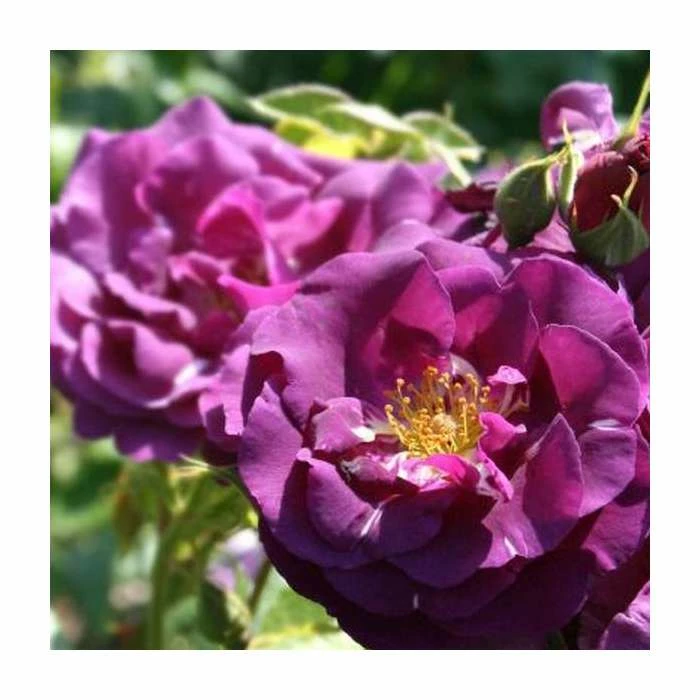 Rhapsody In Blue | Floribunda Rose 1 Rhapsody In Blue | Floribunda Rose