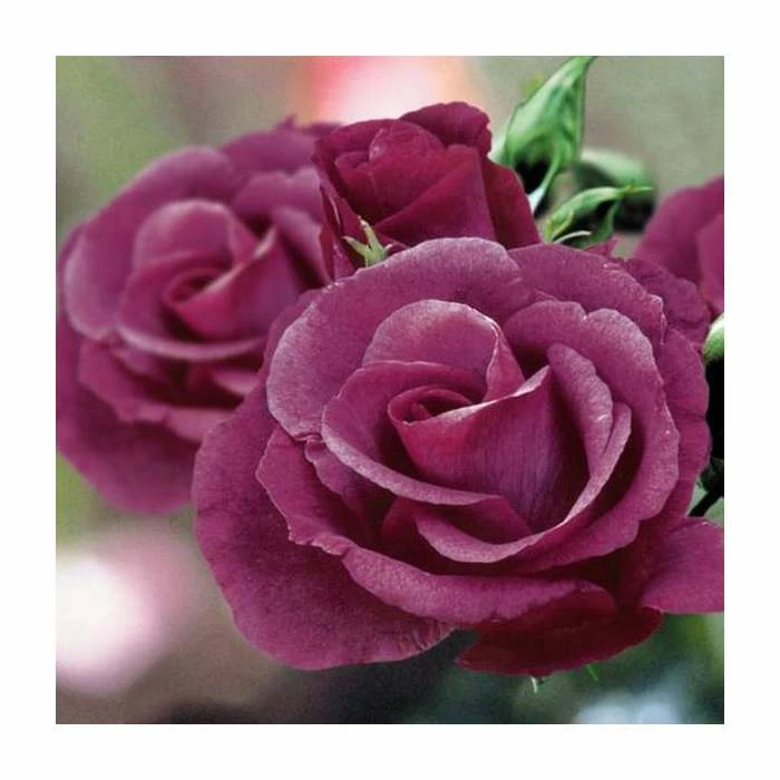 Rhapsody In Blue | Floribunda Rose 2 Rhapsody In Blue | Floribunda Rose - Image 2