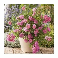 'Flower Carpet Pink' Ground Cover Rose - 4L Pot -August Plants Shop PL11104 add image 1 9881