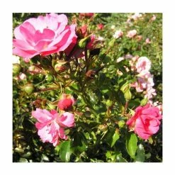 'Flower Carpet Pink' Ground Cover Rose - 4L Pot -August Plants Shop PL11104 add image 3 9390