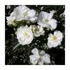 'Flower Carpet White' Ground Cover Rose - 4L Pot