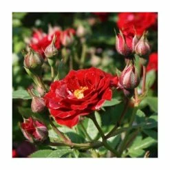 Peter Pan' Bush Rose - 4L Pot -August Plants Shop PL11128 add image 1 a7a3