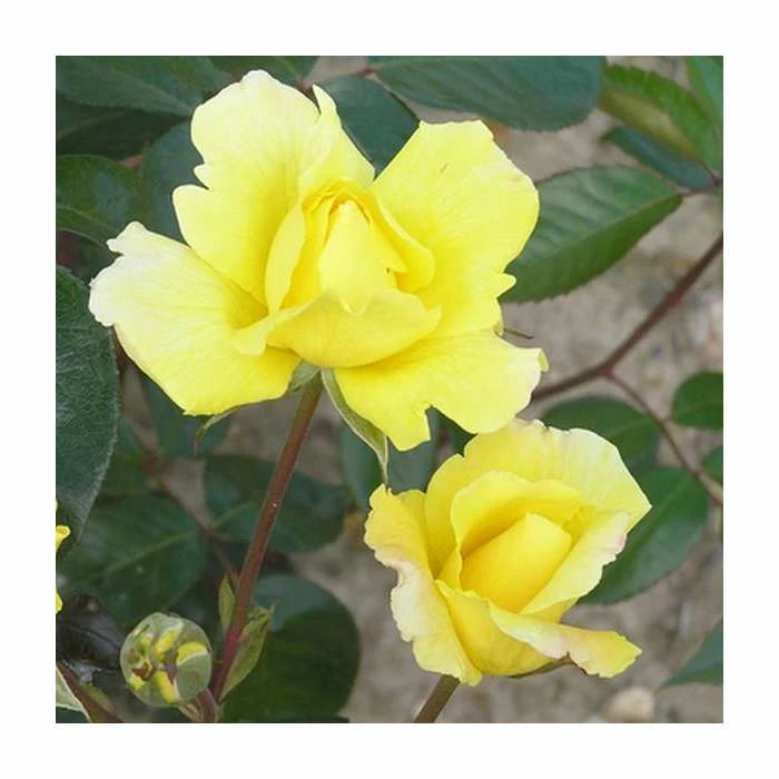 Golden Showers | Climbing Rose 1 Golden Showers | Climbing Rose