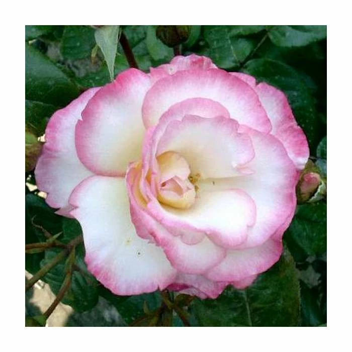 Handel' Climber Rose - 5.5L Pot 1 Handel' Climber Rose - 5.5L Pot