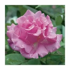 Zephirine Drouhin' Climber Rose - 5.5L Pot
