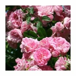 Super Fairy' Rambler Rose - 5.5L Pot