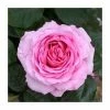 'Mum In A Million' Bush Rose - 5.5L Pot