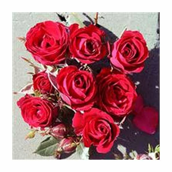 Ruby Wishes' Patio Rose - 5.5L Pot 1 Ruby Wishes' Patio Rose - 5.5L Pot