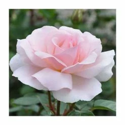 A Whiter Shade Of Pale' Bush Rose - 5.5L Pot